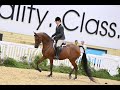 MD ZANGAY  //  2017 Arabian Hunter Pleasure Gelding For Sale