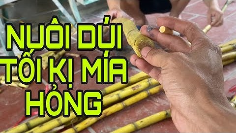 NUÔI DÚI KỊ NHẤT ĐIỀU GÌ - THỨC ĂN BỊ ÔI CHUA LÊN MEN NẤM MỐC