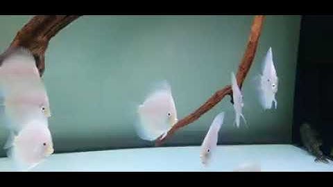 WORLD Discus   cá dĩa bạch ngọc