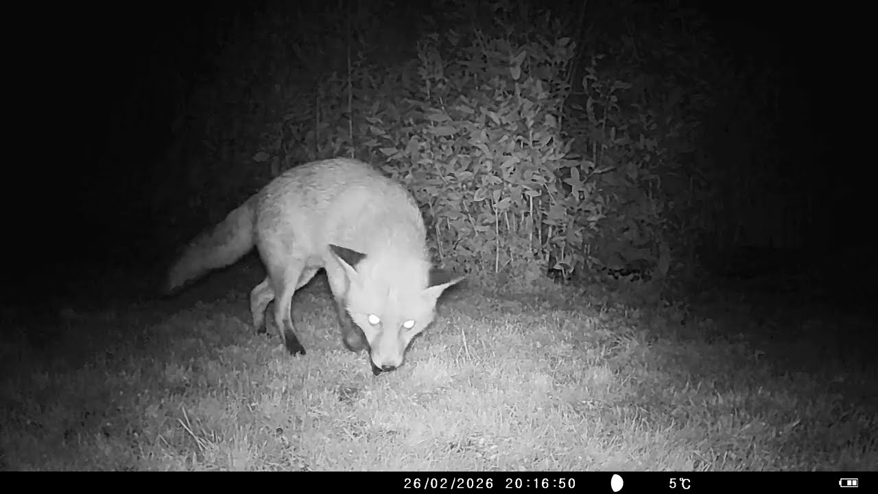 Foxes in our Cambridge garden(Week 4 February 2026)