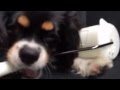 かんでかんでかみまくる映像 キャバリア stressed out Cavalier King Charles Spaniel