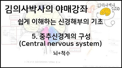 쉽게 이해하는 신경해부 5.중추신경계(Central nervous system) [김의사박사의 야매강좌]