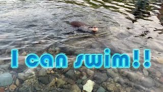 Otter's swimming class [Otter life Day 19] 泳げるようになったよ！