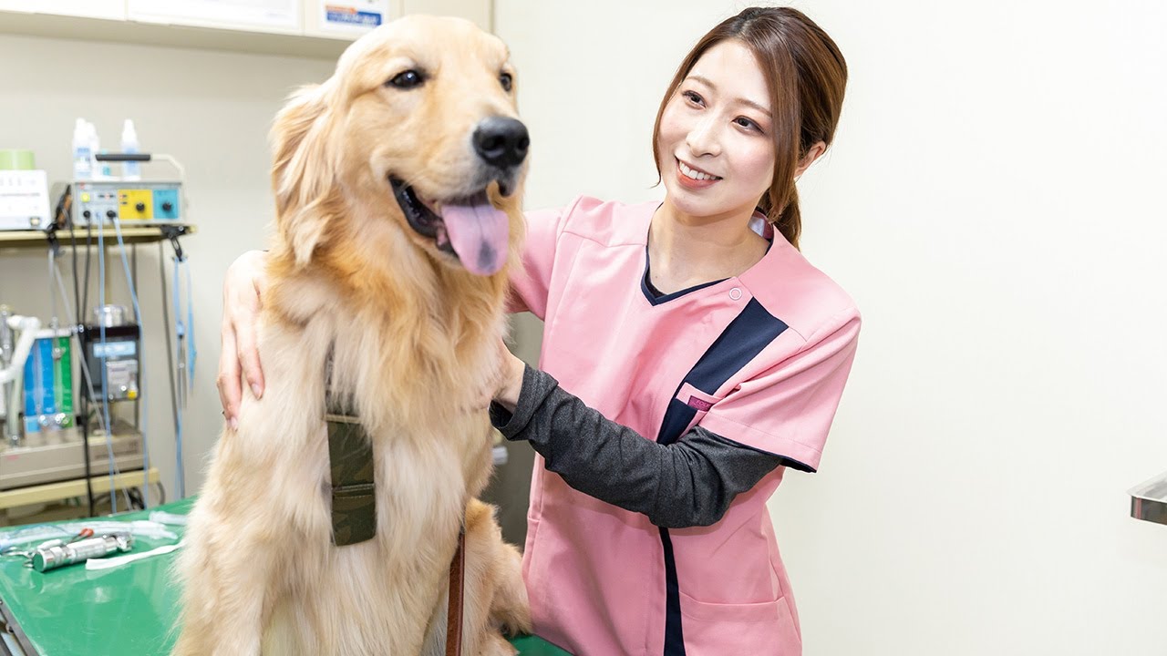 動物看護師を目指す専門学校｜仙台ECO動物海洋専門学校