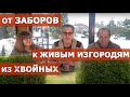 Туя, ель, пихта, тис и тсуга в живых изгородях.