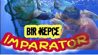 Download En Kolay Yavru AlabİleceĞİm Balik, Akvaryum Balıkları, Ciklet Türleri, Akvaryumd Video MP3 En Kolay Yavru AlabİleceĞİm Balik, Akvaryum Balıkları, Ciklet Türleri, Akvaryumd