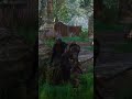 Assassin's creed Velhela #shorts #gamingshots #carryislive