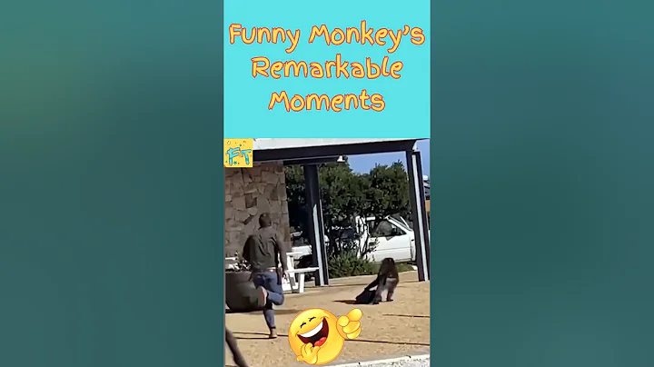 Monkey's Extreme Fun 🐒|| Stop Laughing Challenge #shorts