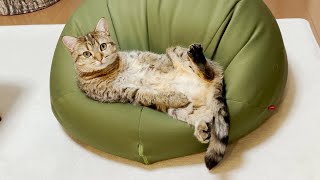 休日のおじさん猫の様子がこちらです!