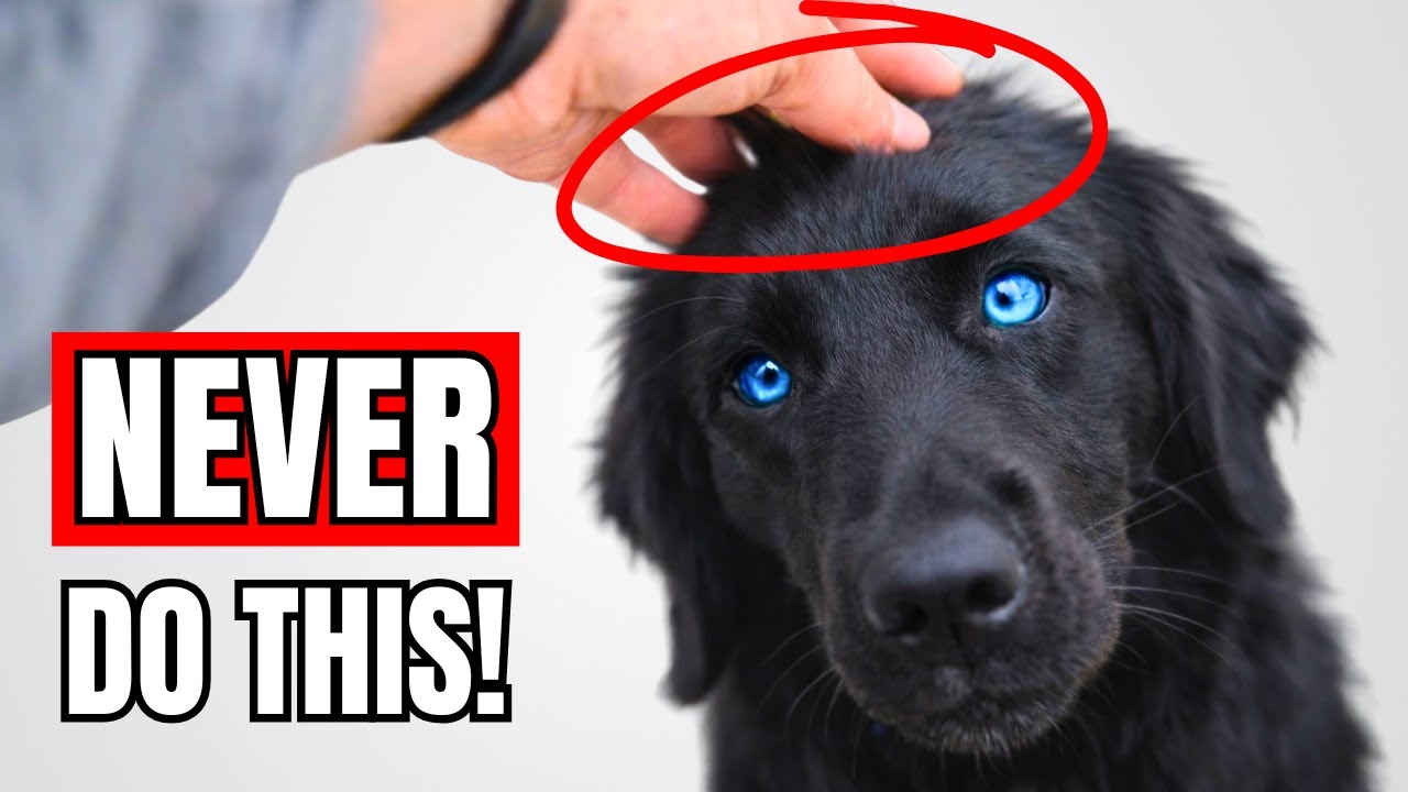 🚨 VET WARNS: Never Touch Your Dog In These 7 Spots!