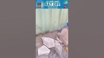 Xịt Đuổi Chuột RAT OFF Thái Lan - Nỗi Khiếp Sợ Của Bầy Chuột