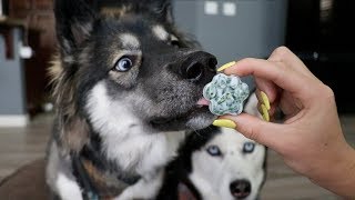 3 DIY Hacks To Clean Your Dogs Teeth!