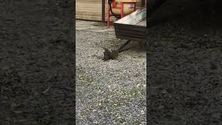 Walka Jastrzębia z Gołębiem