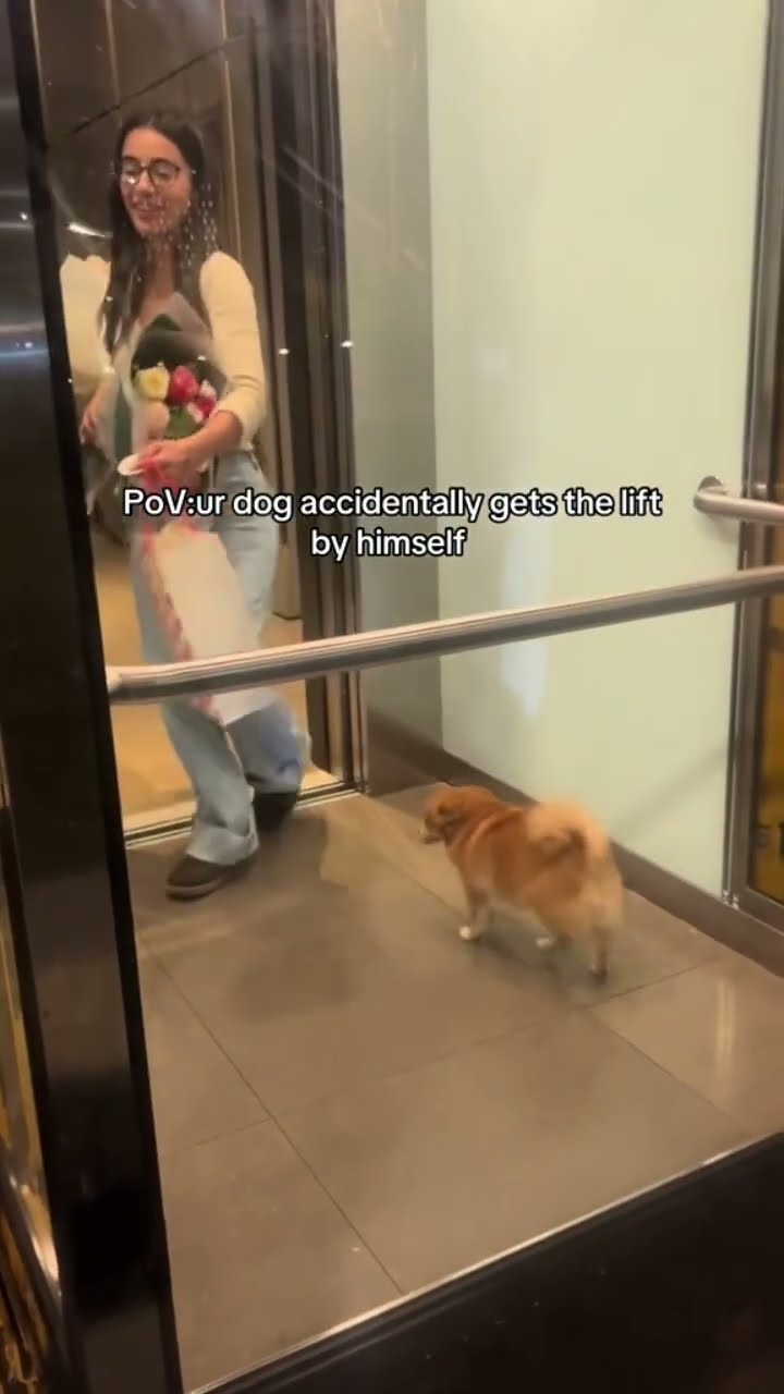 Doggyo like do you like the view from here