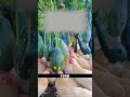 This Chicken Feeding Method Is Surprisingly Smart 😳🐔