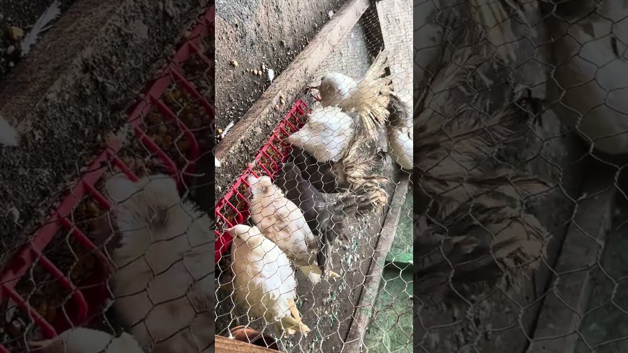 Asa se prezinta porumbei dupa levoplix!