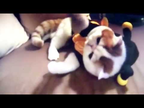 самый милый кот в мире
