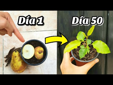 Germina PERAS en casa sin parar 🍐 Sembrar y GERMINAR Semillas de Pera (Plantar y Cultivar Peral)