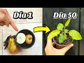 Germina PERAS en casa sin parar 🍐 Sembrar y GERMINAR Semillas de Pera (Plantar y Cultivar Peral)