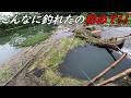 あの魚がこんなに釣れたの初めてだ!!
