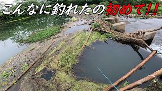 あの魚がこんなに釣れたの初めてだ！！
