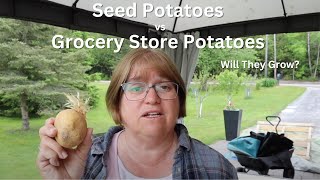 Can You Plant Grocery Store Potatoes?