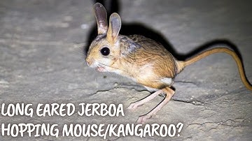 Long Eared Jerboa—The Hopping Mouse/Tiny Kangaroo?