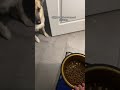 Breakfast in bed! Funny dog won&#39;t eat unless owner brings food bowl to bed