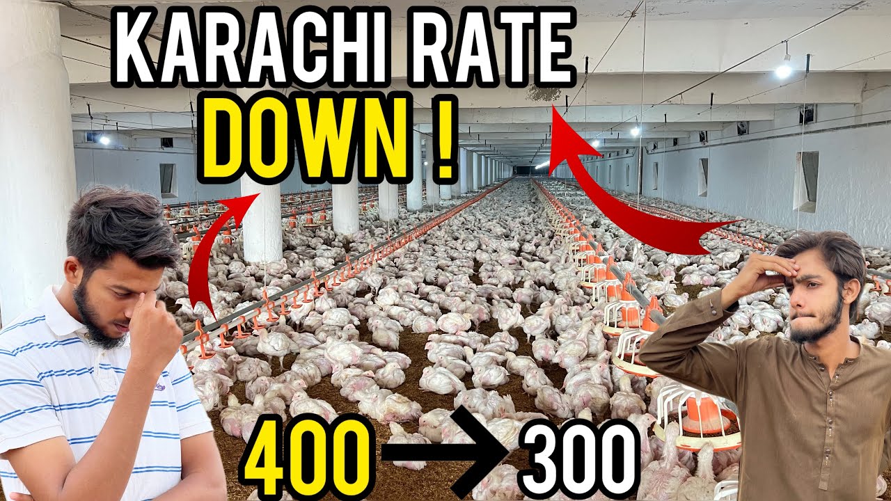 Февраль-март — сложный сезон для птицеводства 😥🐣 | Обновление информации о моей ферме 🐣 | Цены сн...