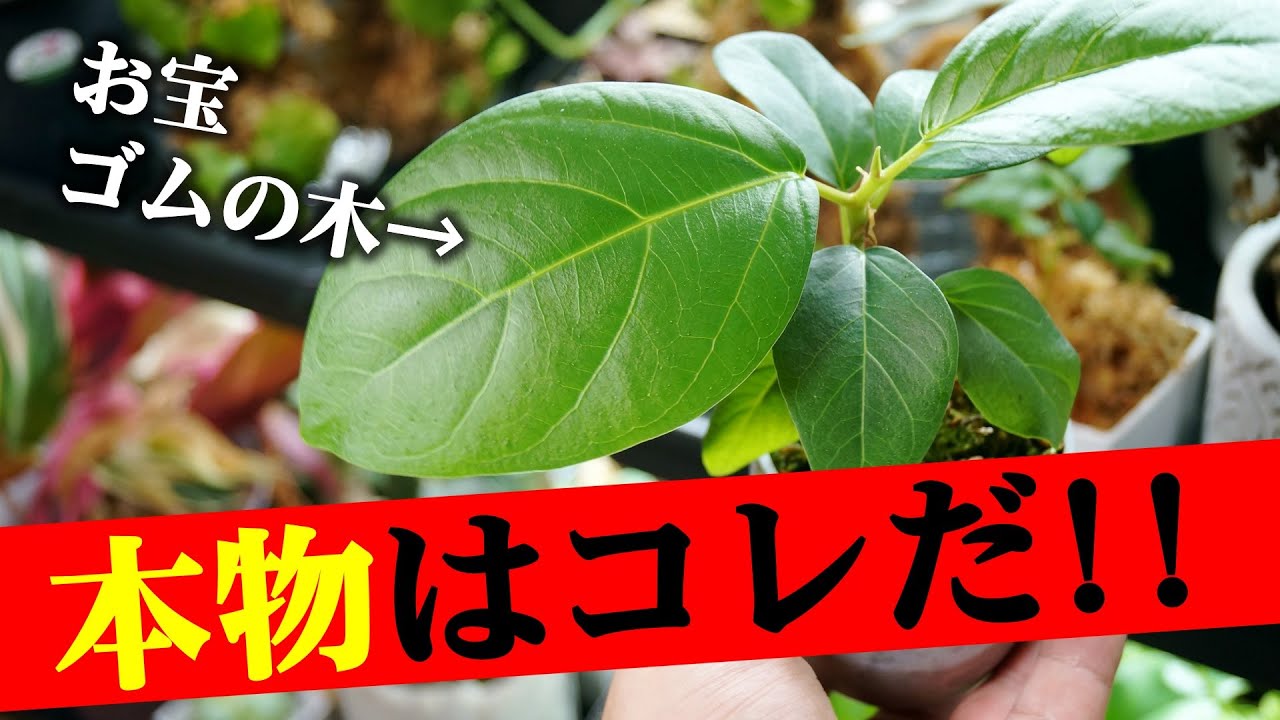 ２０万再生された”お宝”観葉植物がこちらです♪【ゴムの木・フィカス】