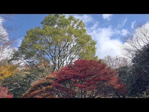 六甲山の紅葉 (六甲高山植物園）4K