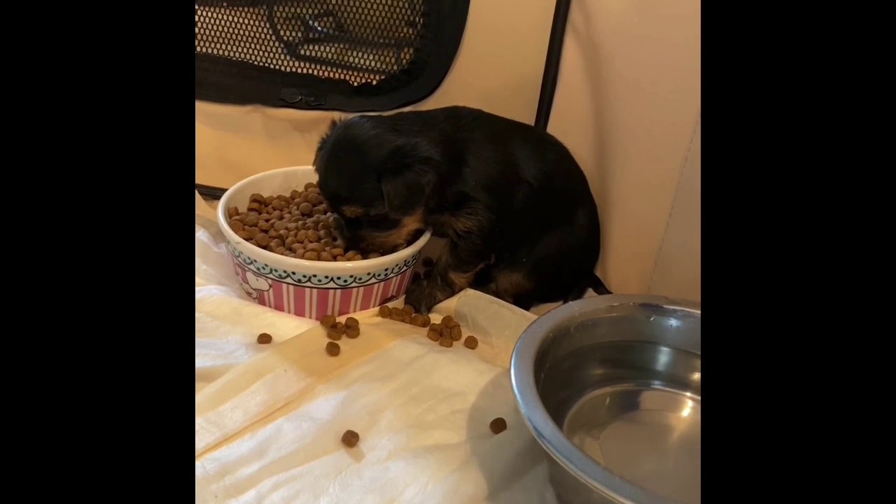 Yorkie puppy hogging food dish! - YouTube