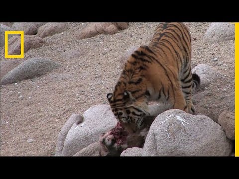Le tigre de Sibérie : le plus grand du monde