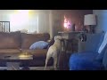 Adorable dog accidentally sets kitchen on fire