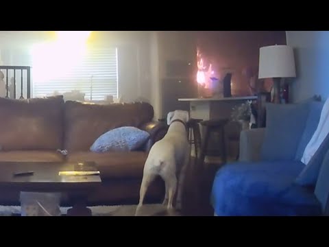 Video: Labradorul stânjenesc scânteiește un incendiu în casă după ce a ignorat în mod greșit aragazul
