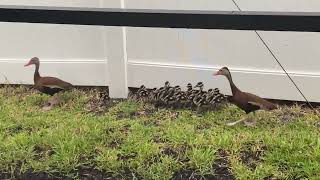 Duckies!