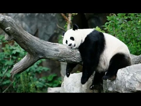  Panda  lucu  di indonesia makan tebu nikmatnya YouTube