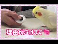 インコが歌やおしゃべりをする理由！！cockatiel【オカメインコのきなこ】