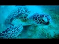 Egypt - Marsa Alam - Brayka Bay Reef Resort - snorkeling, reef, November 2017