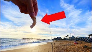 This Is Why You Should Use Salted Shrimp for Surf Fishing! (Catch More Fish!)