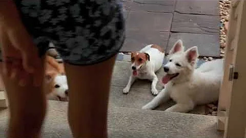 WaitforPermission_onebyone.m4v