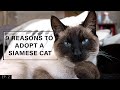 9 Reasons to adopt a Siamese Cat