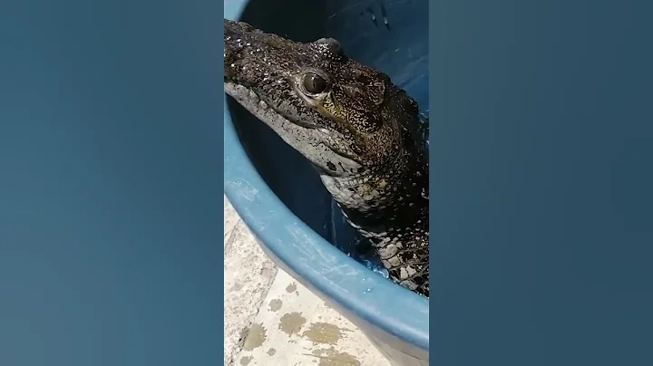 Crocodile Gets Bath! - DayDayNews