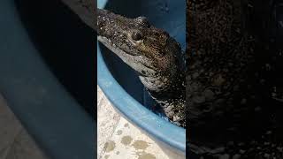 Crocodile Gets Bath!
