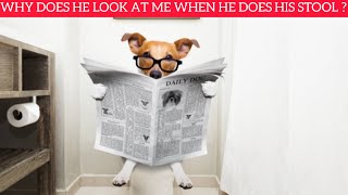 Why Does My Dog Look At Me When He Poops ? by Smart Dog and Cat Lover 5 views 1 year ago 2 minutes, 43 seconds