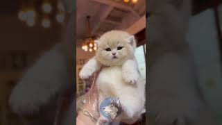 "Meow Meow Billi||You Melted My Heart:Daily Moments with Adorable Cats|Cute Pets Star in the Making"