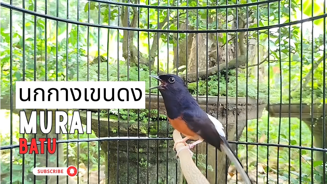 นกกางเขนดงของอินโดนีเซีย 