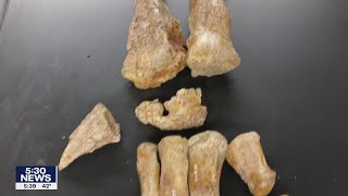 University Of Minnesota Paleontologist Helps Lead Dig On New Dinosaur Species Fox 9 Kmsp