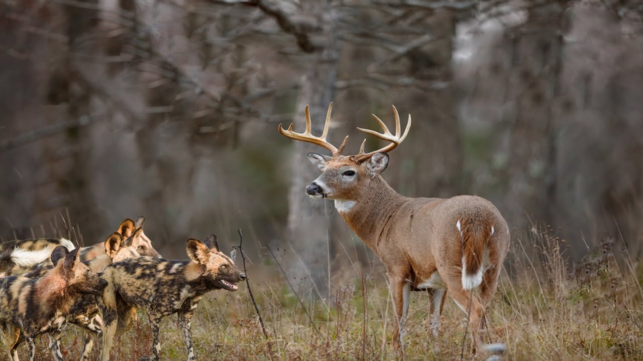 Swift and Deadly Wild Dogs Pursue the Elusive Deer