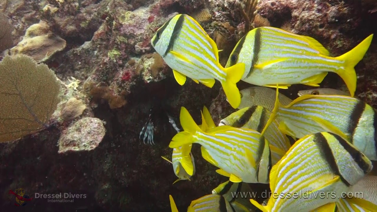 Diving In Puerto Aventuras With Dressel Divers (January 6th 12th